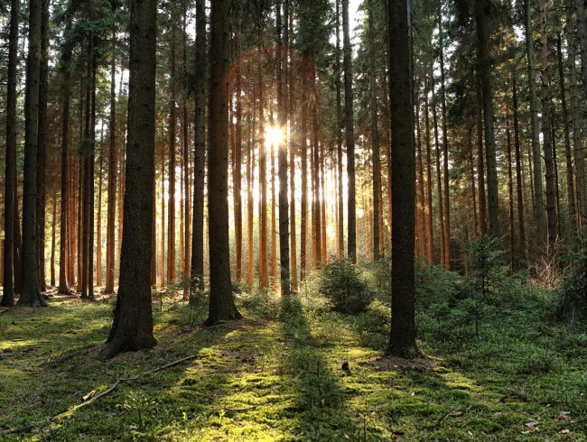 Gemeindebürgerwald Mühlbach am Hochkönig © Shutterstock